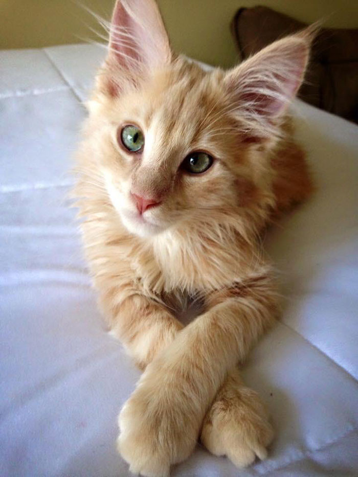 These Super Fluffy Maine Coon Kittens Are So Small It S Hard To Believ Cats On Catnip