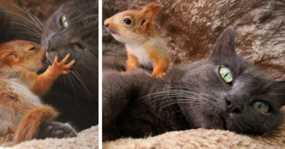 Cat Adopts Four Orphaned Baby Squirrels, And They Are Growing Up Together With Her Four Kittens