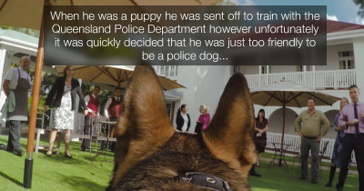 Trainee Police Dog Gets Fired for Being Too Friendly, So He's Had a Career Change
