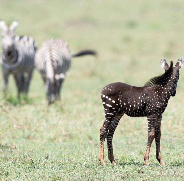 Making sure not to stray too far from the herd