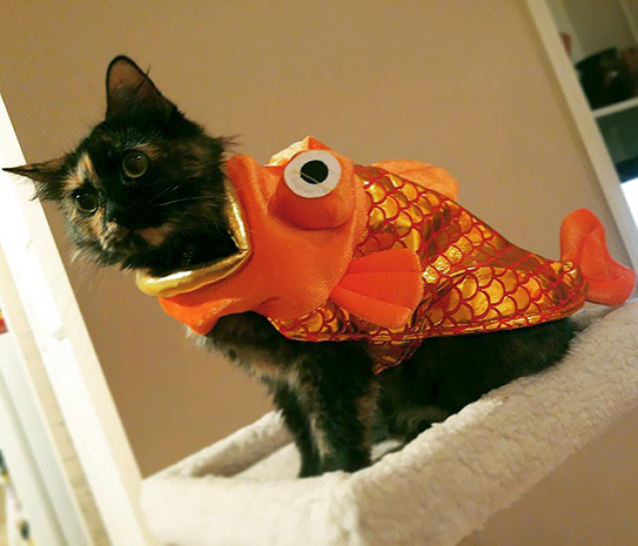 Marigold the Goldfish
