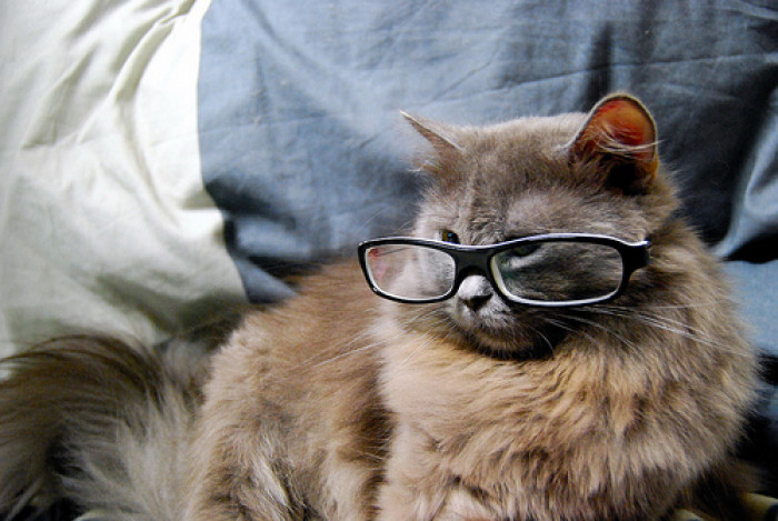 10. Lil Old Lady Kitty
