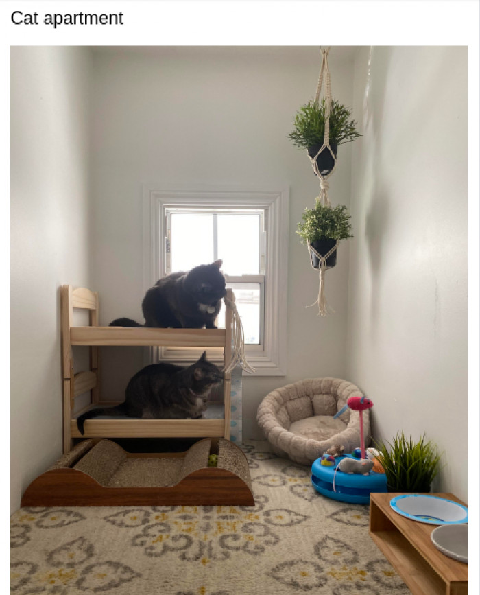 1. It would cost at least $3k in California, but it's purr-fect for these kitties.