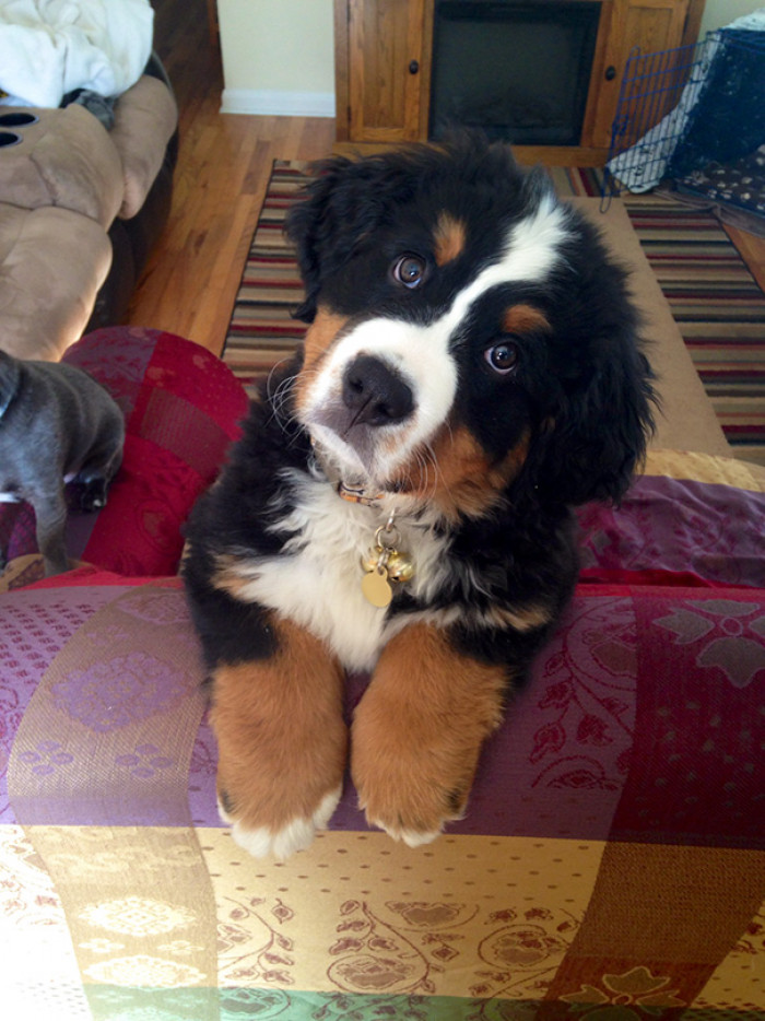 #18 You, yes you. I need you to paws for me here for sec.