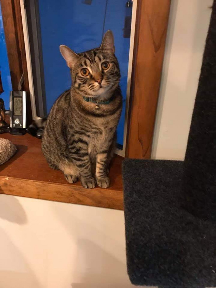 "My cat’s eyes are like a brownish gold."