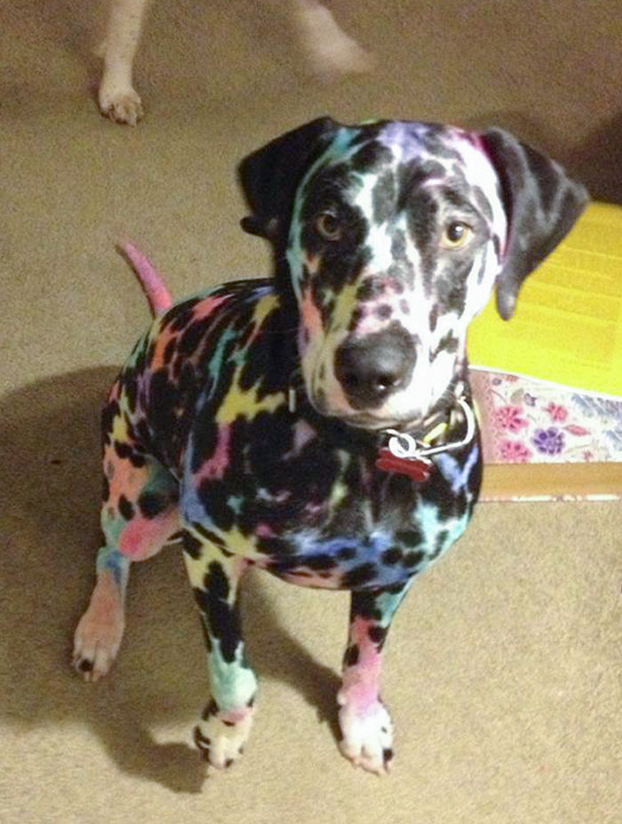 Rainbow dog, courtesy of a kid with Sharpies.