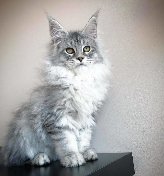 These Super Fluffy Maine Coon Kittens Are So Small It S Hard To Believ Cats On Catnip