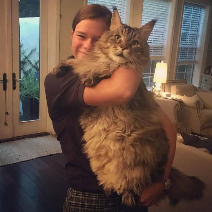 14 of the Biggest Cats You've Ever Seen