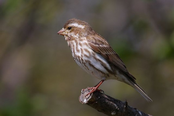 The female finch.
