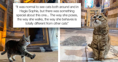 Cat Has Been Living In The Hagia Sophia, Istanbul, For 16 Years, and Tourists Are Obsessed With Her