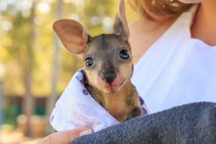 29. Baby Kangaroo Joey