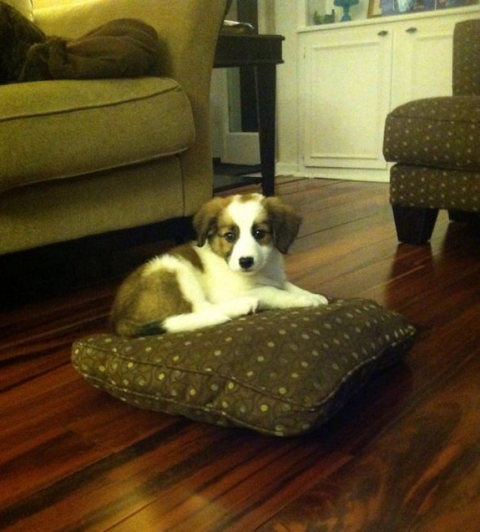 6. "She knows she's not allowed on the couch... but we never said anything about a fallen pillow. Little opportunist!"