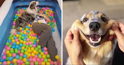 20 Reasons That Remind Us Why Australian Shepherds Are So Darn Adorable