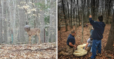 Odd Looking Deer Is Rescued After Days With No Food Or Water