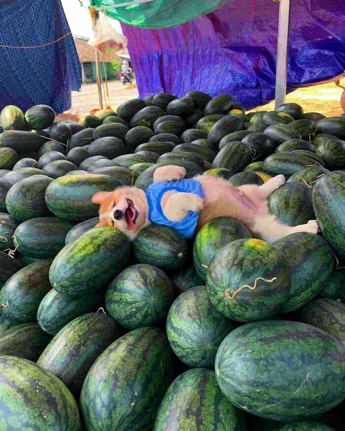 2. I think he likes watermelons