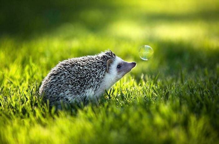 #14 The hedgehog is admiring the bubble