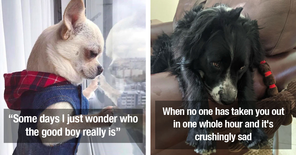 Wholesome Dogs And Hilarious Dogs Are Always Certified Pupper Doggo