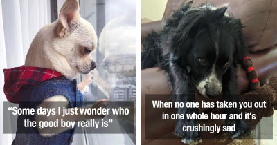 Wholesome Dogs and Hilarious Dogs Are Always Certified Pupper Doggos