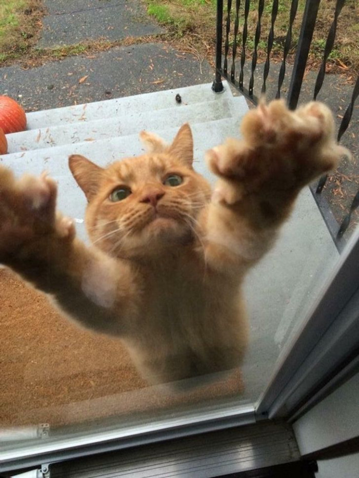 13. 'This is Rudy. Rudy loves me. Ruby is not my cat.'