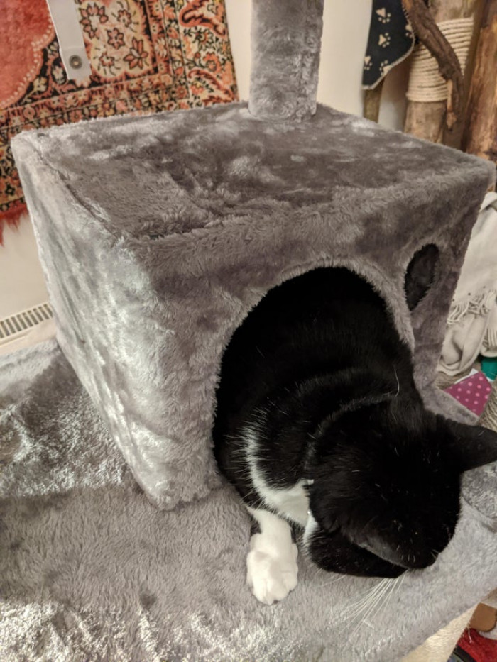 1. "The fact that I am still assembling his new tower has not stopped Pete from being in it."