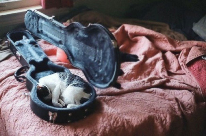 5. Even better than music: cats.
