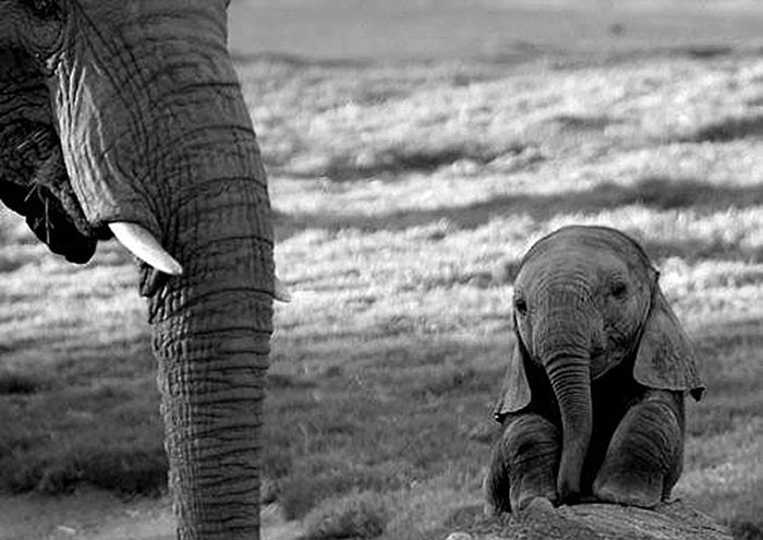 7. The Cutest Baby Elephant