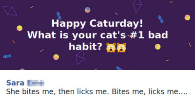 Cats on Catnip Fans Expose Their Cat's Worst Habits