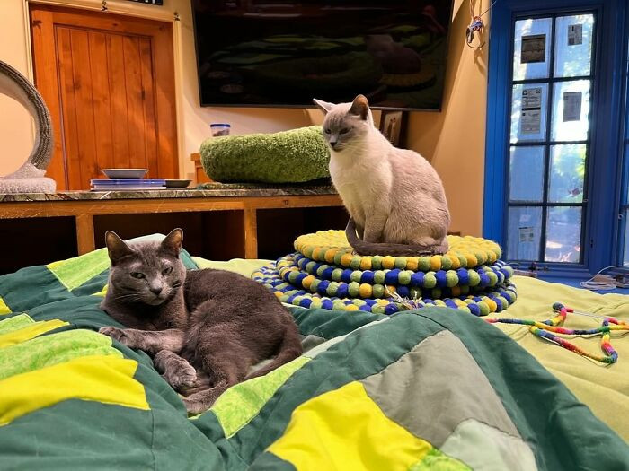 They even have their own pillows and blankets.