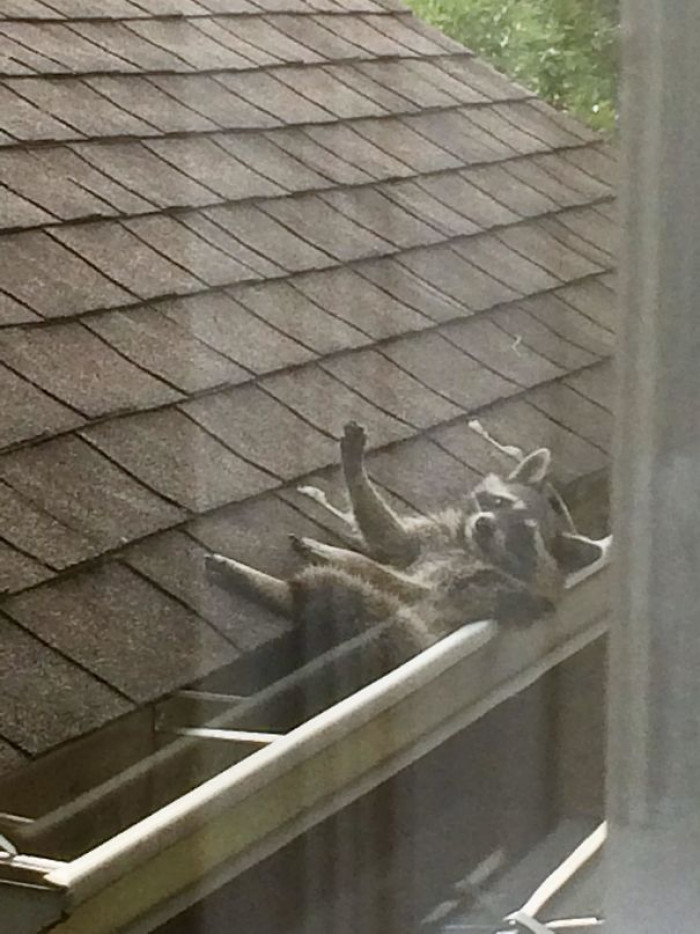 #14 My Sister Sent Me This Pic Of A Trash Panda Hanging Out In Her Neighbor's Gutter