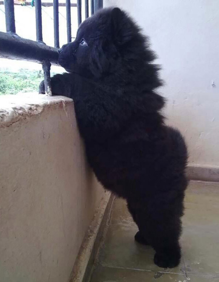 #1 The fluffiest floofy I ever did see! A Newfoundland pup.