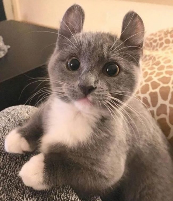 2. Not all cats are evil. Just look at this beauty!