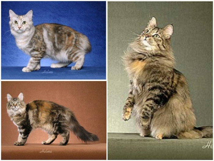 Torbie cats: