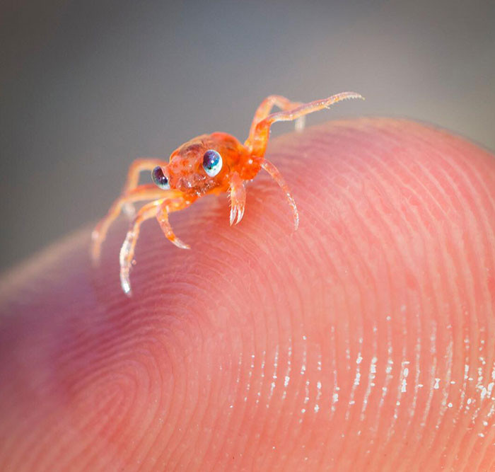 21. Tiny Baby Crab