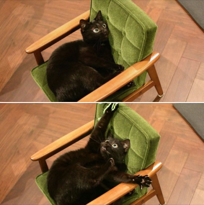 When your cat hears the can opener: