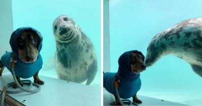 Sausage Dog And Seal Became Best Buds And They Are Incredibly Cute Together