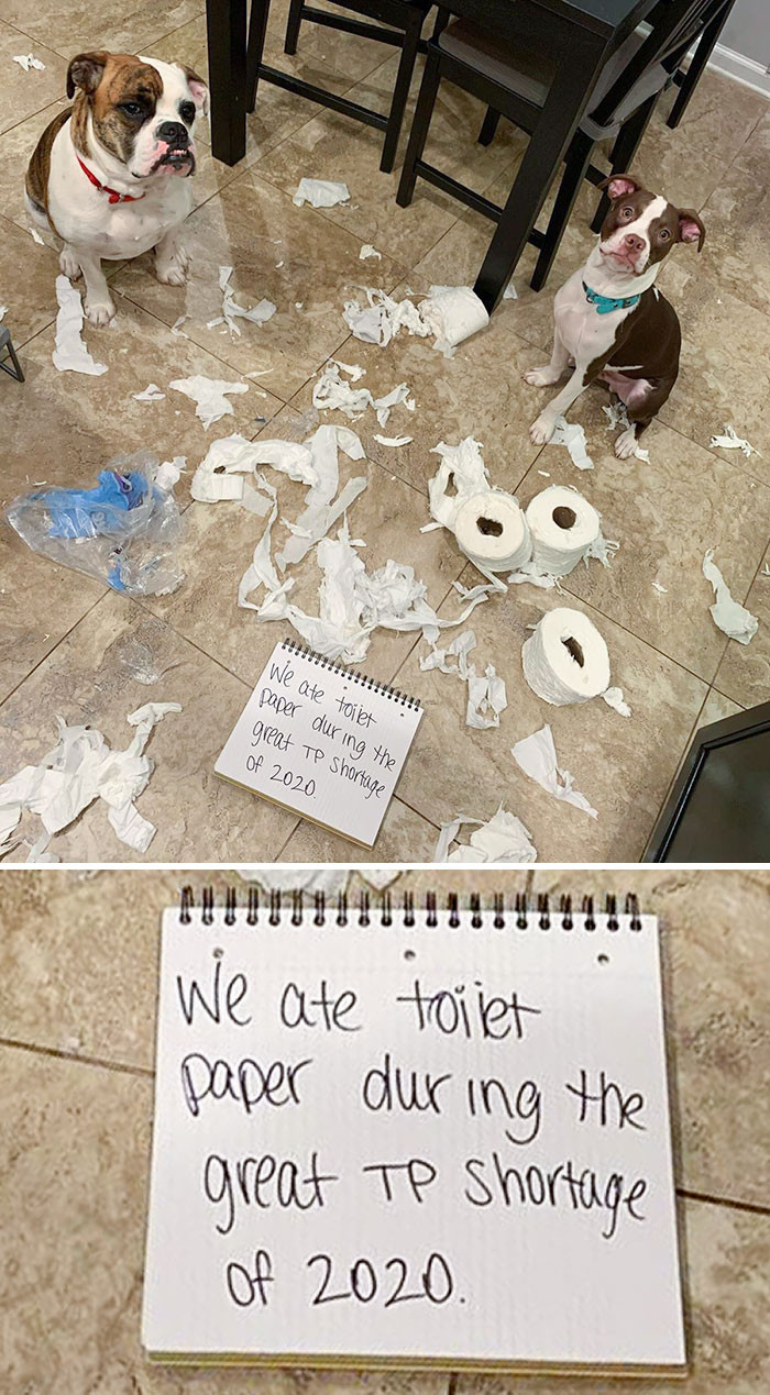 27. "These Bad Dogs Deserved To Have Some Dog-Shaming For This One"