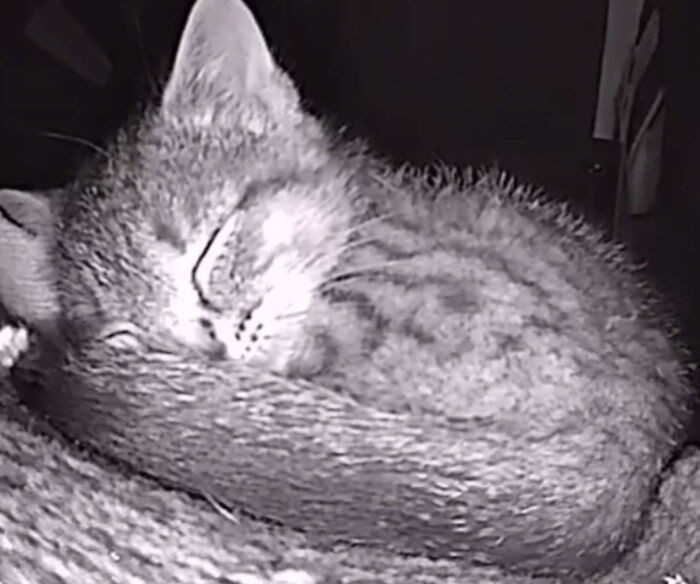 The Cassano's have unwittingly captured some adorable images of the cats sleeping soundly, and people around the world are loving them!