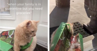 Cat Owner in Quarantine Sends Cat 'Grocery Shopping' in Funny Viral Clip