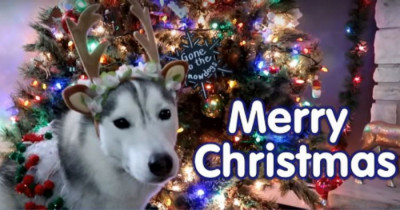 Decorating A Christmas Tree Is The Best Fun When You Have Some Huskie Doggos To Help You Out