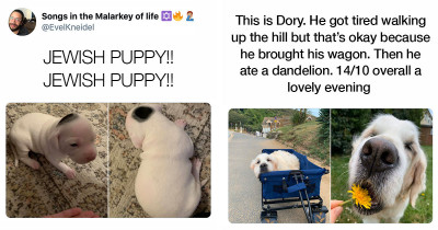 Important Dogs Definitely Deserve Your Attention