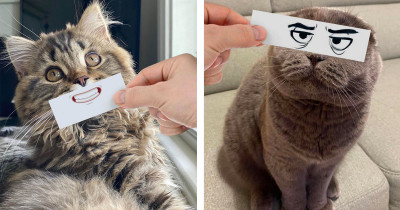Adorable Cats Go Viral Because of the Cute, Cartoon Facial Features Their Human Uses to Share Pictures Online
