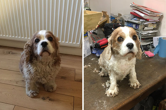 15. "Guess Who Won't Be Asked to Groom the Dog Again"