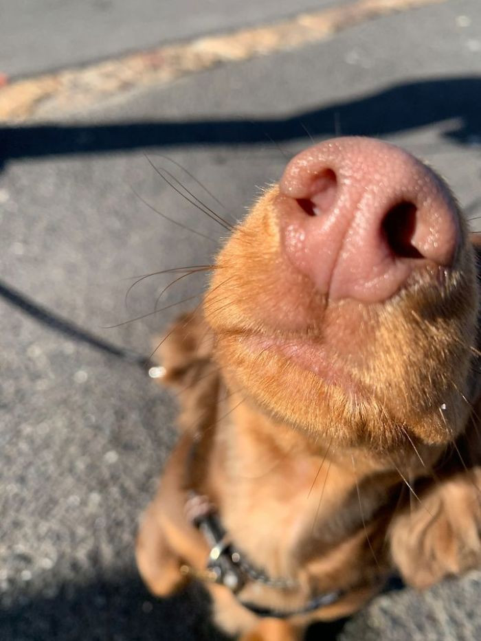 40. "Tried to photograph this dog that I spotted, and it turned out pretty well."