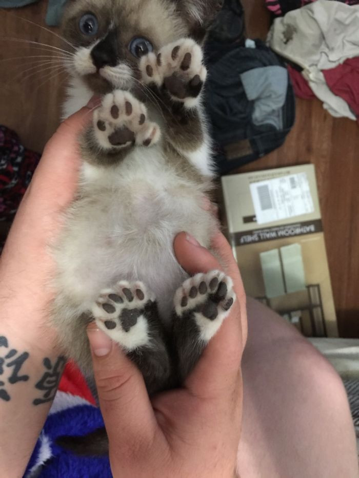36. A polydactyl with 6 toes on each foot