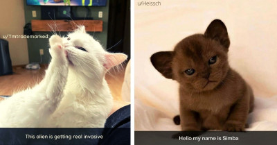 Hilarious Cats Who Are Delightfully Unusual