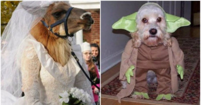 Animals Dressed Up In Halloween Costumes That Look Better Than Most People at Comicon