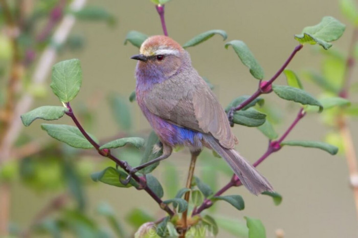 The lifespan of a bird is aboυt 3.9 years.