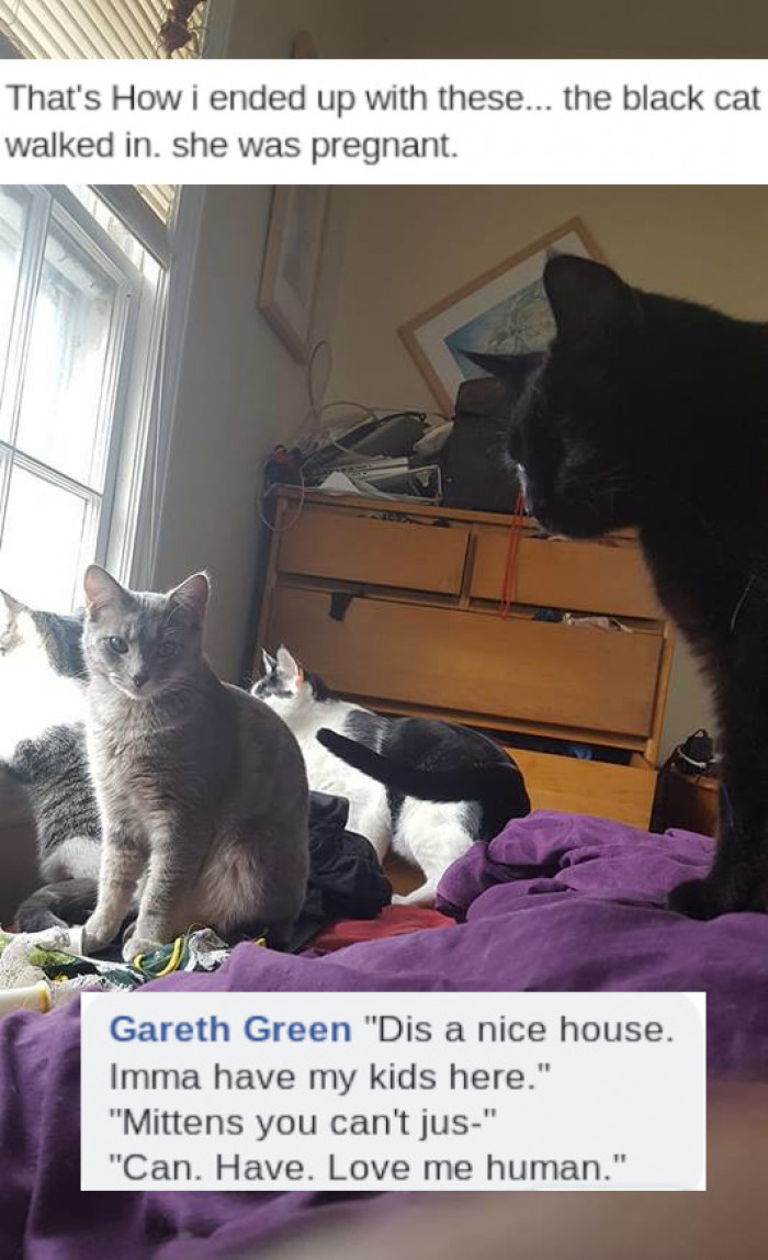 12. When the cat chooses a home for her whole family!