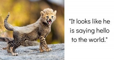 Cunningly Cute Cheetah Cubs Take First Steps As They Say 'Hello World'