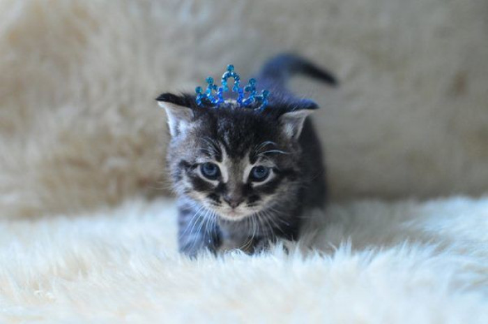 15. The little kitten princess